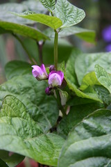 purple bean flowers