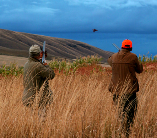 Pheasant hunting at Highland Hills Ranch