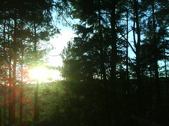 woods and sunshine 1