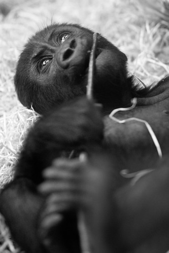 Baby gorilla Bwana playing with a stick by .m for matthijs.