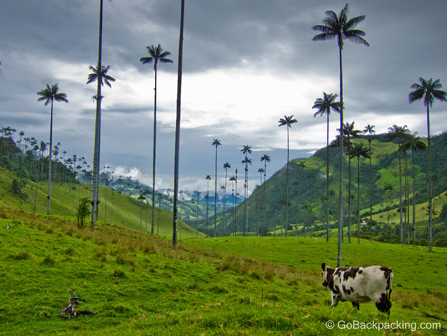 Grazing cows - Valle de Cocora, Colombia