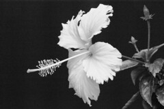 Zhuhai - Hibiscus Flower
