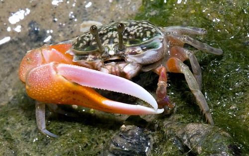 fiddler crab.jpg