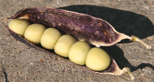 capucijner peas in a pod