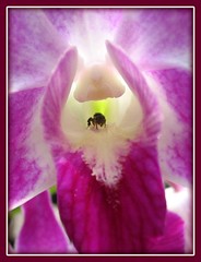 Hoover fly, posing on Dendrobium 'Sonia'