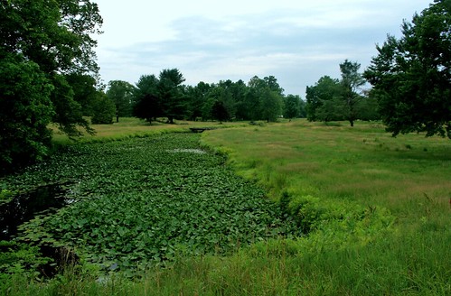 Stream filled with lily pads on the golf course