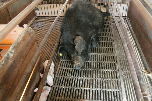 Large-scale pig production in Beijing