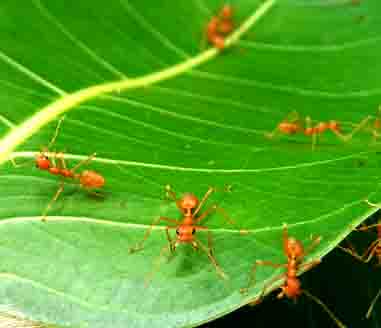 orange ant
