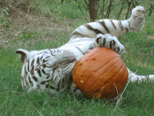 White tiger attacking pumpkin!