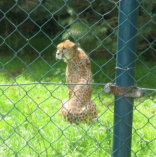 Cheetah at Fota
