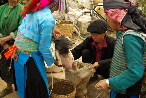 Pigs for sale at a market in Viet Nam