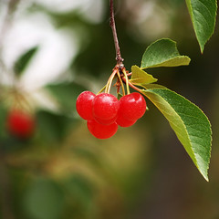 Leelanau Tart Cherries