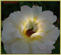 rosafarbene Rose