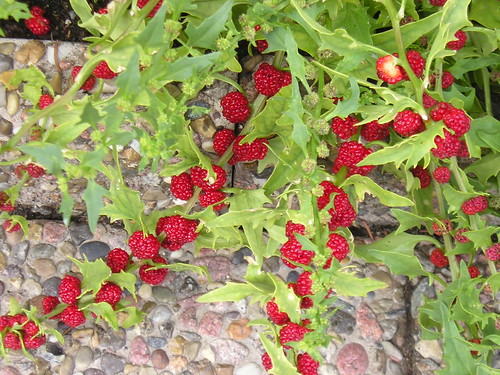 Photo: Épinard fraises
