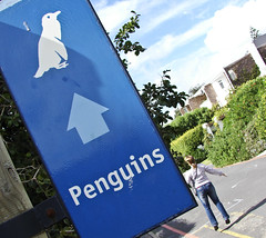 Penguins, that way