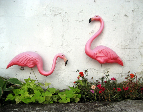 Chuck and Fifi - Featherstone Flamingoes