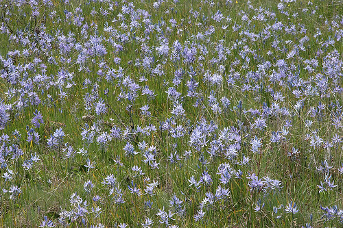 Camassia leichtlinii