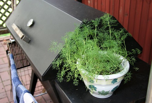potted dill