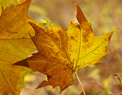 Autumn Leaves are Painted Gold