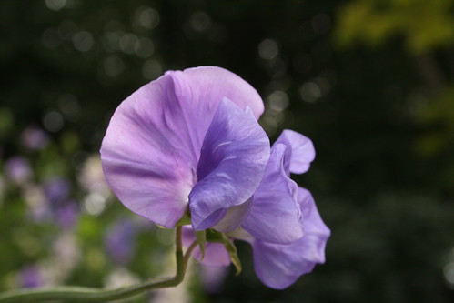Purple Sweetpea