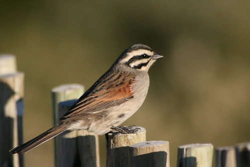Sparrow at Sundown