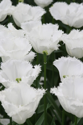 Serrated White Tulips