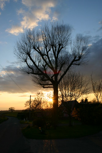 Sunset of a Tree in a Field in Suffolk