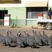 Guinea fowl....wandering the chillagoe streets
