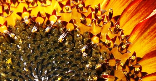 close up of sunflower autumn gold