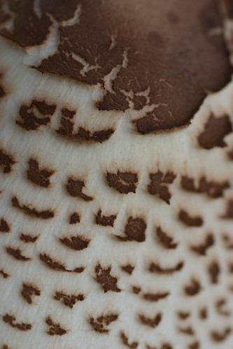 Close up of a Fungus