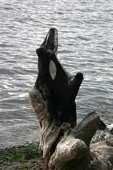 Orca Homage, Lincoln Park