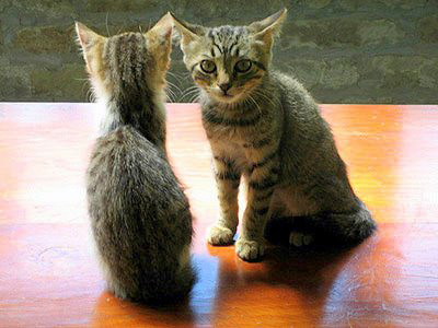 Kitten brothers
