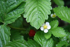 strawberry flower