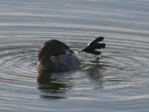 Pied-billed Grebe-IMG_6053-Campbell-crop