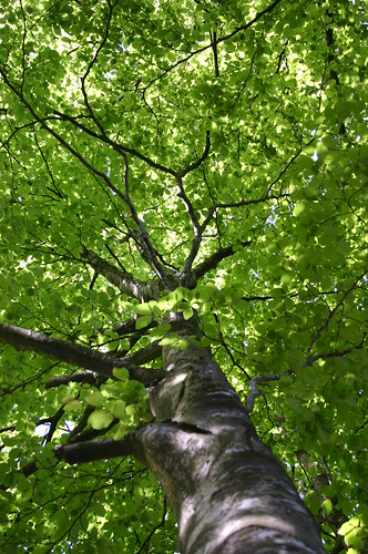 Up the Tree