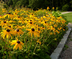 Rudbeckia