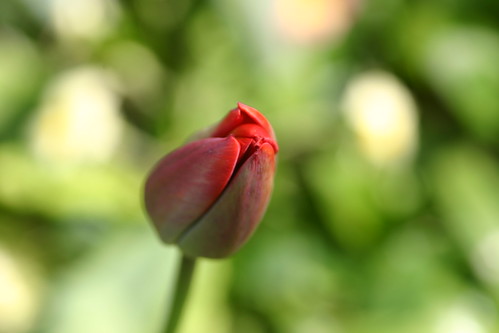 Red Tulip Bud Close Up