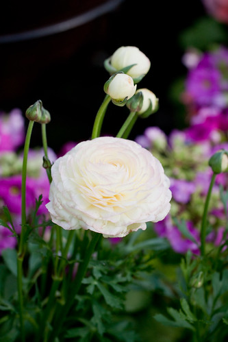 Flower, Persian buttercup 