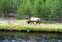 Yellowstone elk