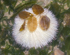 white urchin with leaves