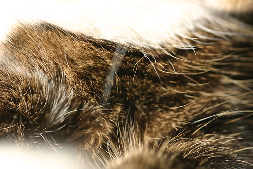 Close up of Cats Fur