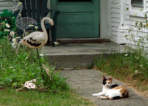 cat and flamingos