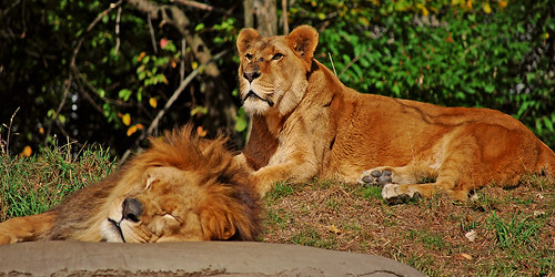 What a Bummer! The Lion's Asleep!