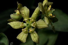 Anglų lietuvių žodynas. Žodis caulophyllum thalictroides reiškia <li>caulophyllum thalictroides</li> lietuviškai.