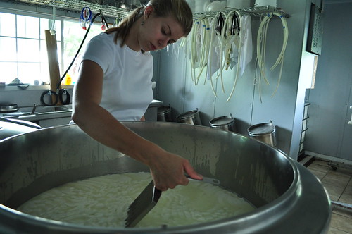 Slicing cheese curd up during cheese making - Krugerrand Farms