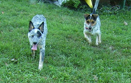 jack russell x cattle dog