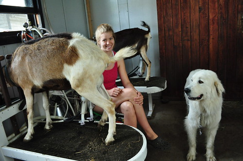 Lisa milking the goats