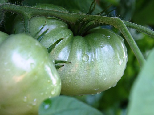 two green tomatoes