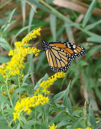monarch on goldenrod