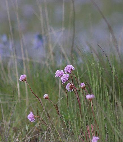 Armeria maritima